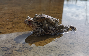 Ribble Valley Imaging