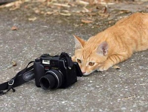 Photographer Humour